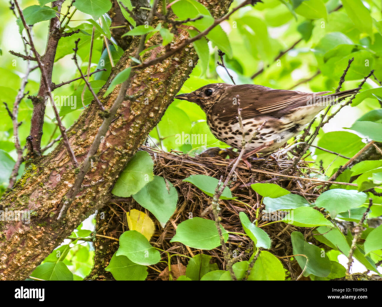 Singdrossel im Nest mit Küken. Stockfoto