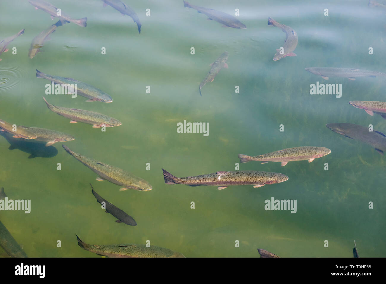 See forelle Fotos und Bildmaterial in hoher Auflösung Alamy