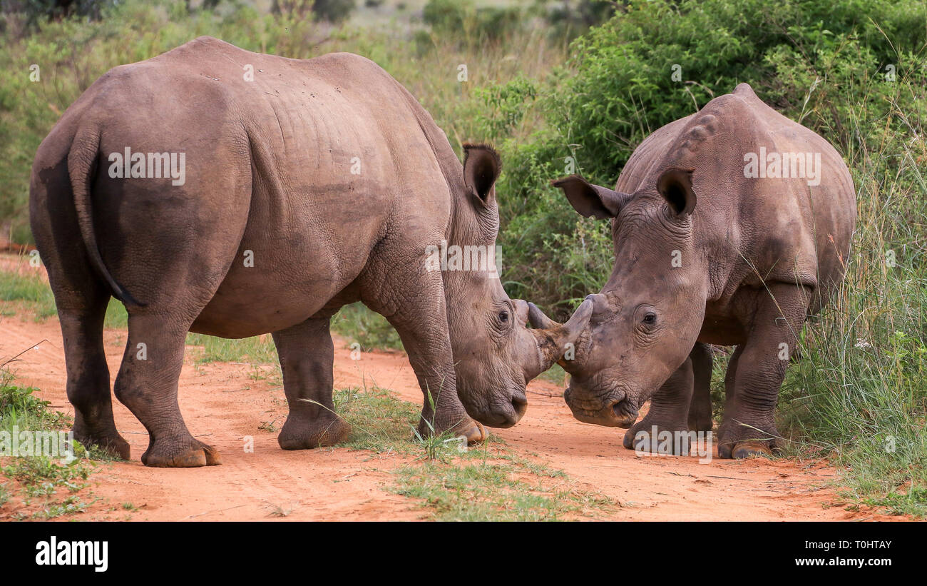 Rhino Geschwister sparring Stockfoto
