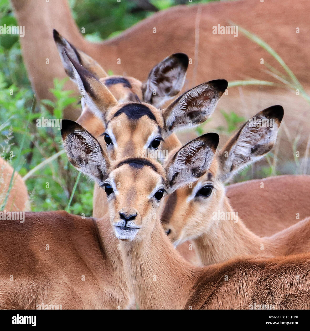 Wir können Sie sehen! Stockfoto
