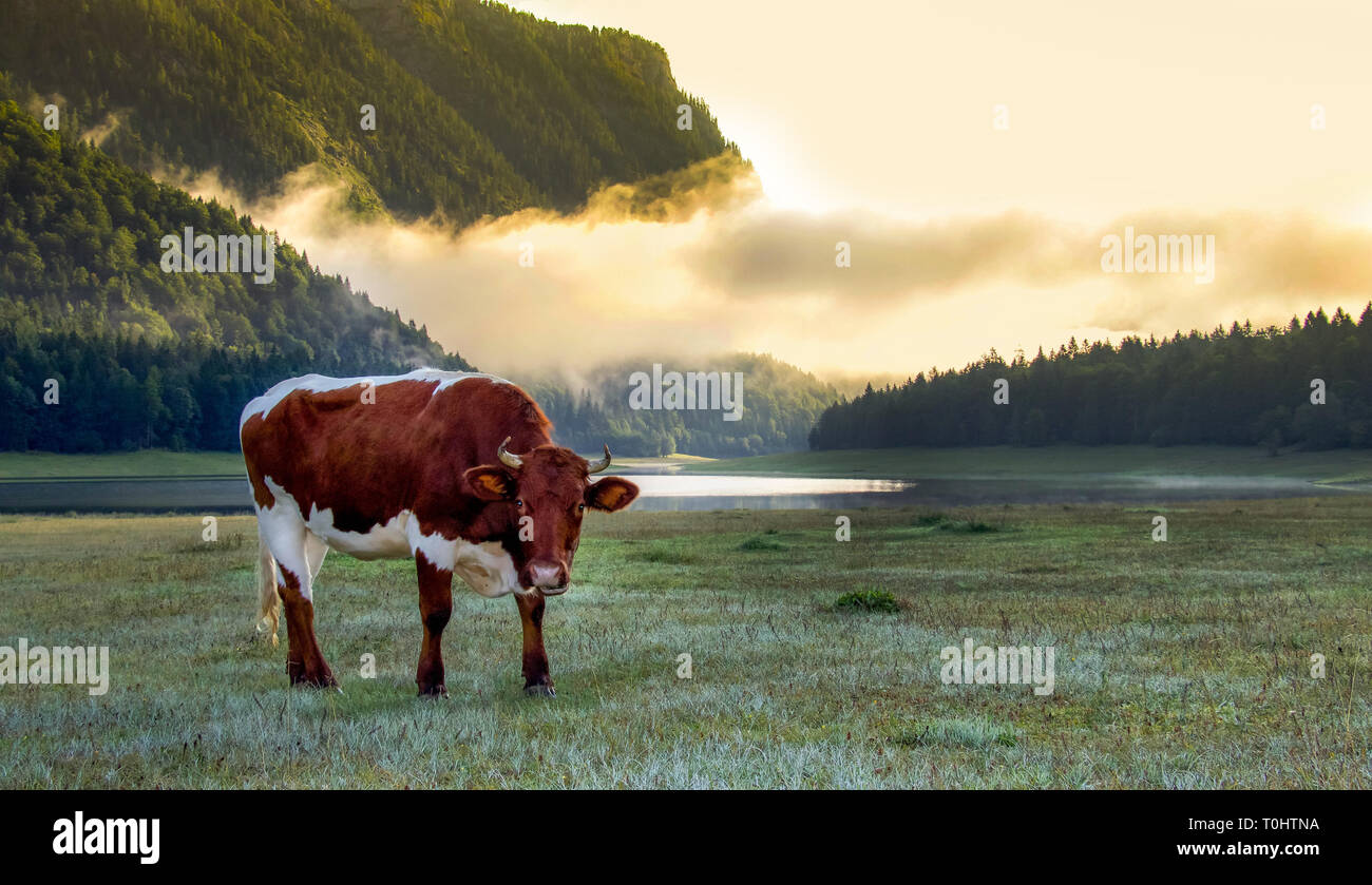 Happy Cow an Misty Mountain Lake, Reisen Bayern Deutschland Stockfoto