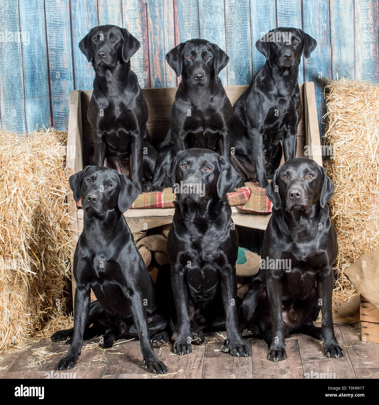 6 Labrador Retriever Stockfoto