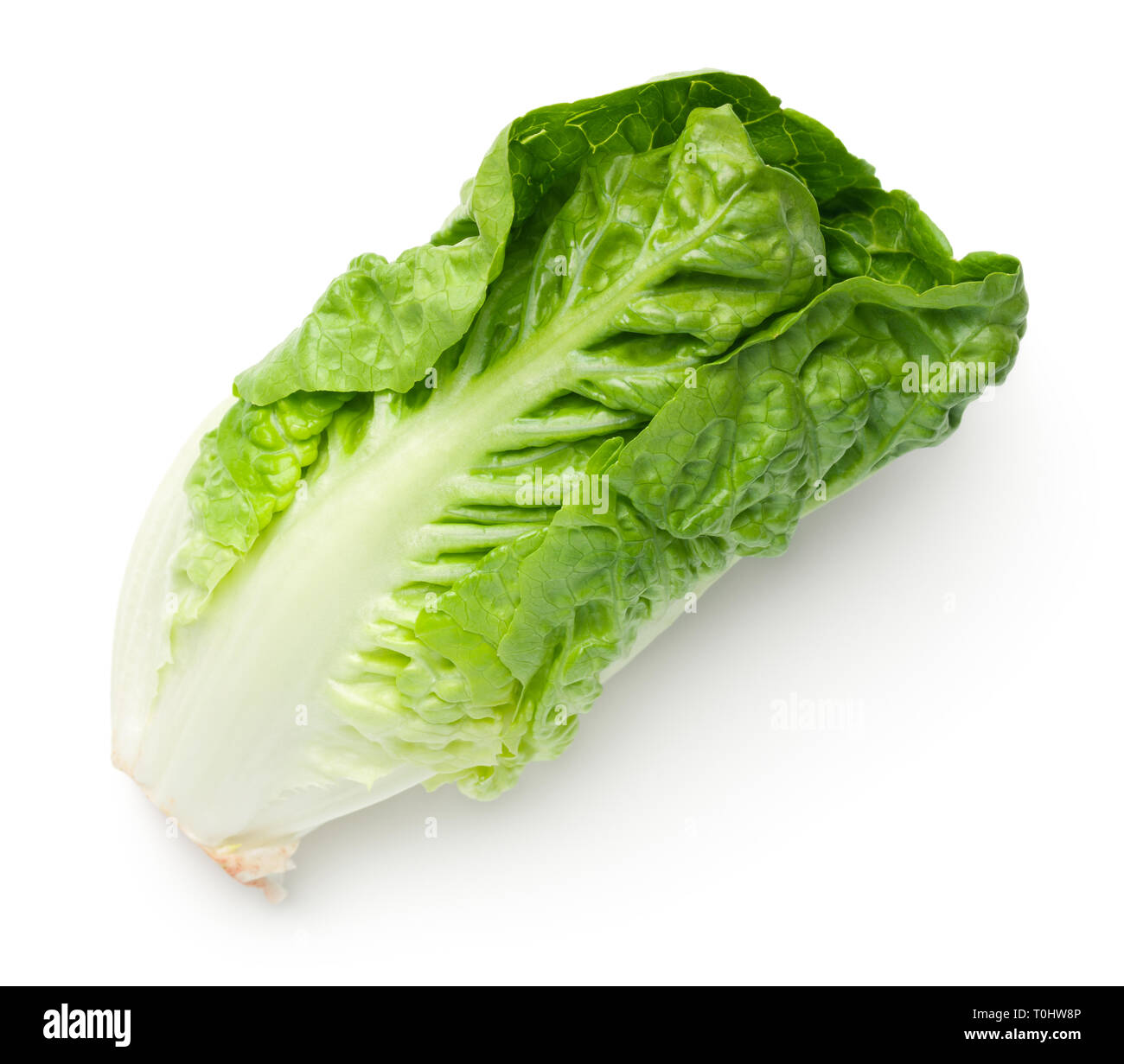 Römersalat auf weißem Hintergrund. Baby cos. Ansicht von oben Stockfoto