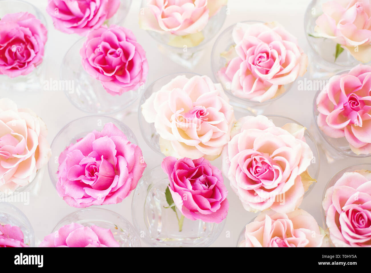 Süße Rosen im weichen Stil für Hintergrund Stockfoto