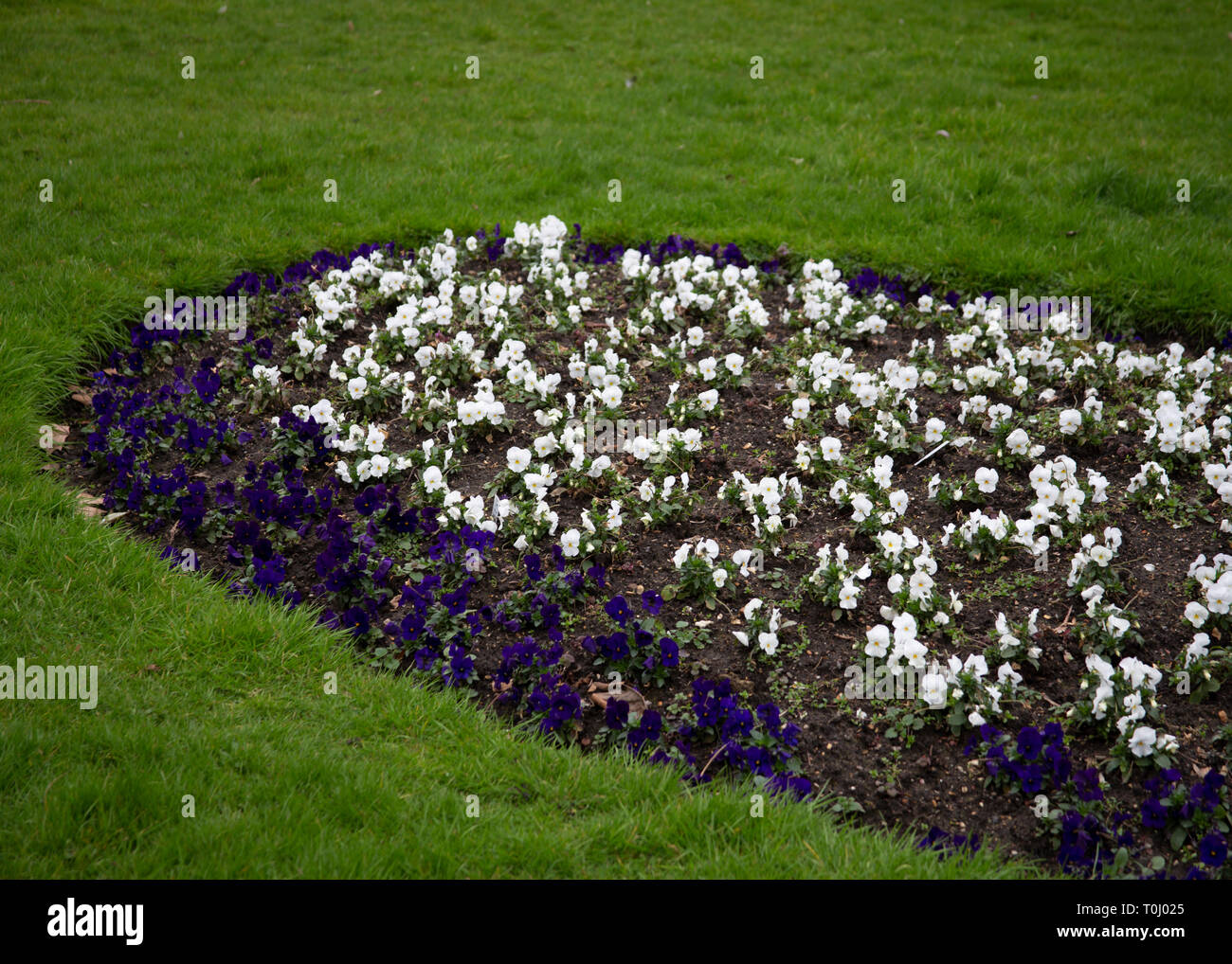 Bett von Frühlingsblumen im Londoner Clissold Park Stockfoto