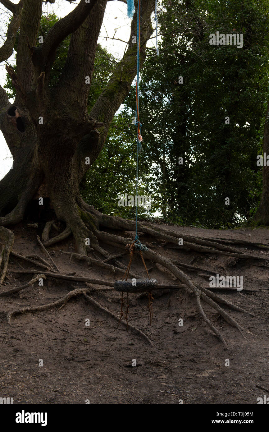 Schaukel hängt von Baum entlang der Park Walk, London Stockfoto