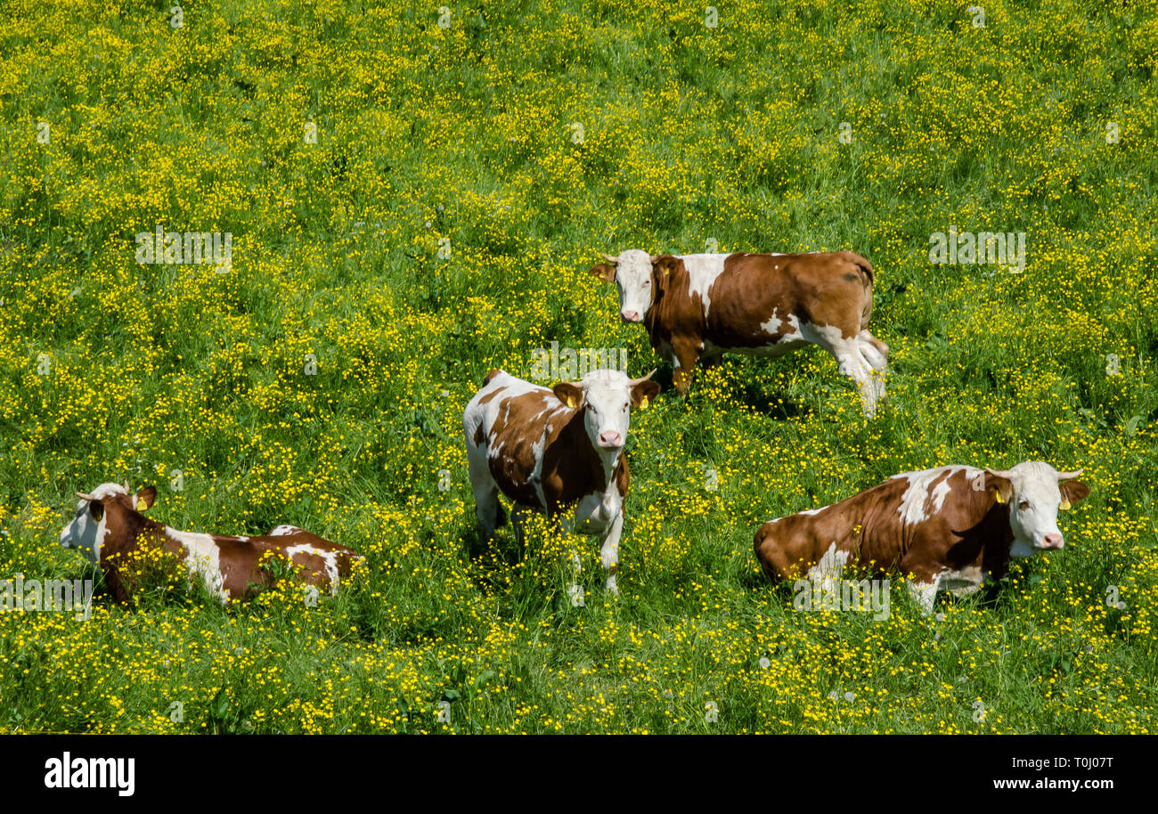 Die Bayerischen Fleckvieh ist eine Rasse der Dual-purpose cattle sowohl für die Milch- und Fleischproduktion. Stockfoto