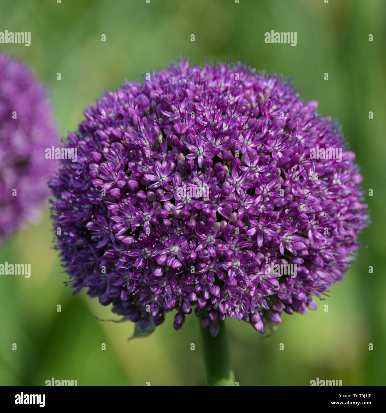 Allium giganteum, Common Name riesigen Zwiebel, einer asiatischen Arten der Zwiebel in Kew Royal Botanic Gardens, London, Vereinigtes Königreich Stockfoto