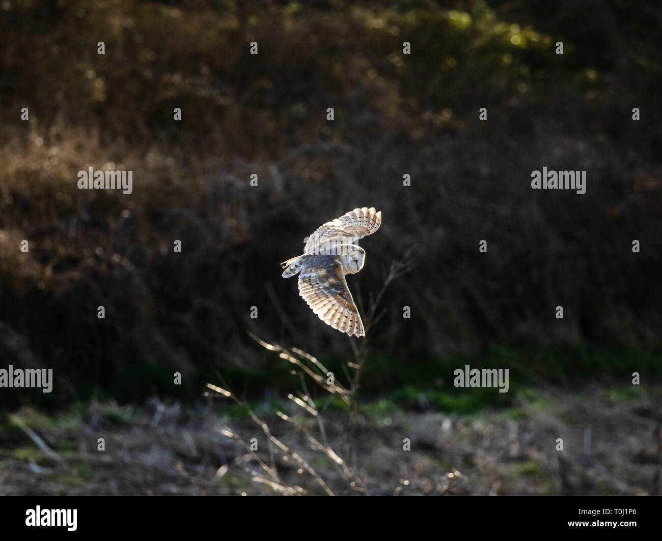 Eine wilde weibliche Barn Owl (UK) Jagd über Grünland. Stockfoto