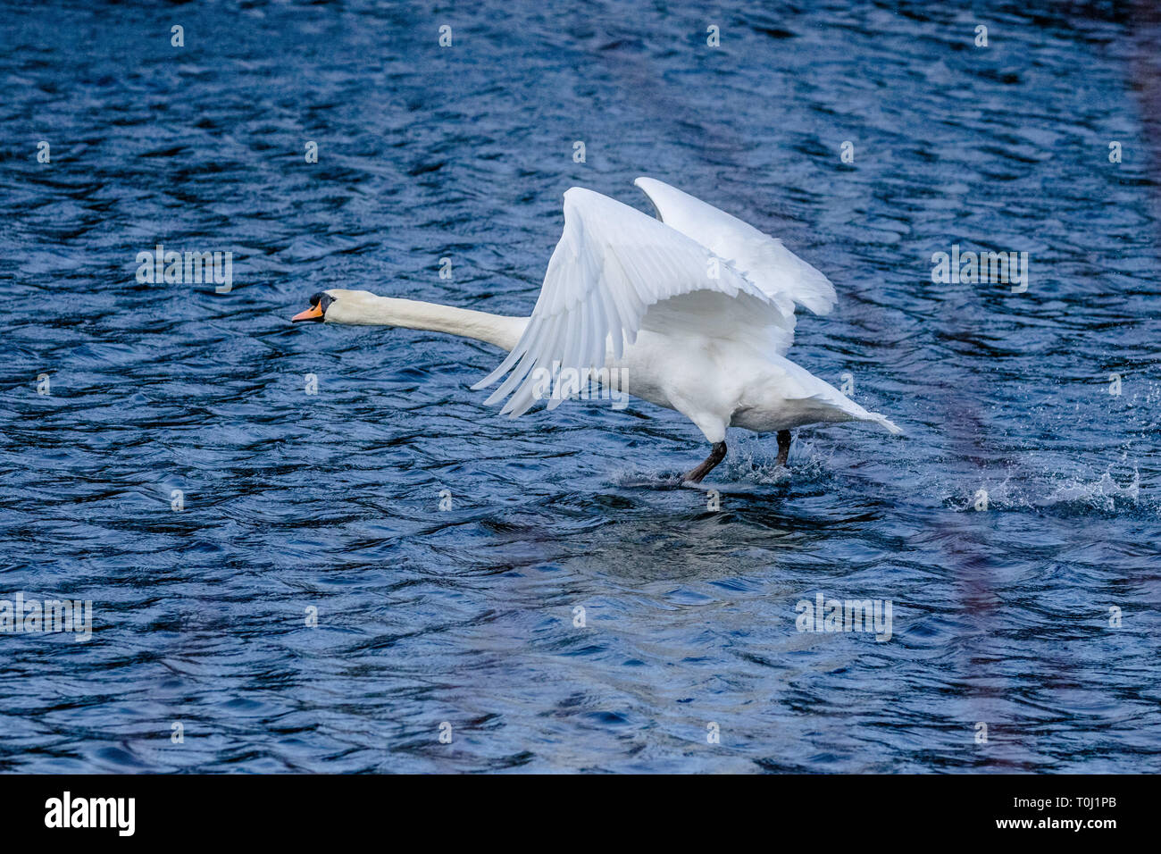 Eine Mute swan (UK) flying low über einen See. Stockfoto