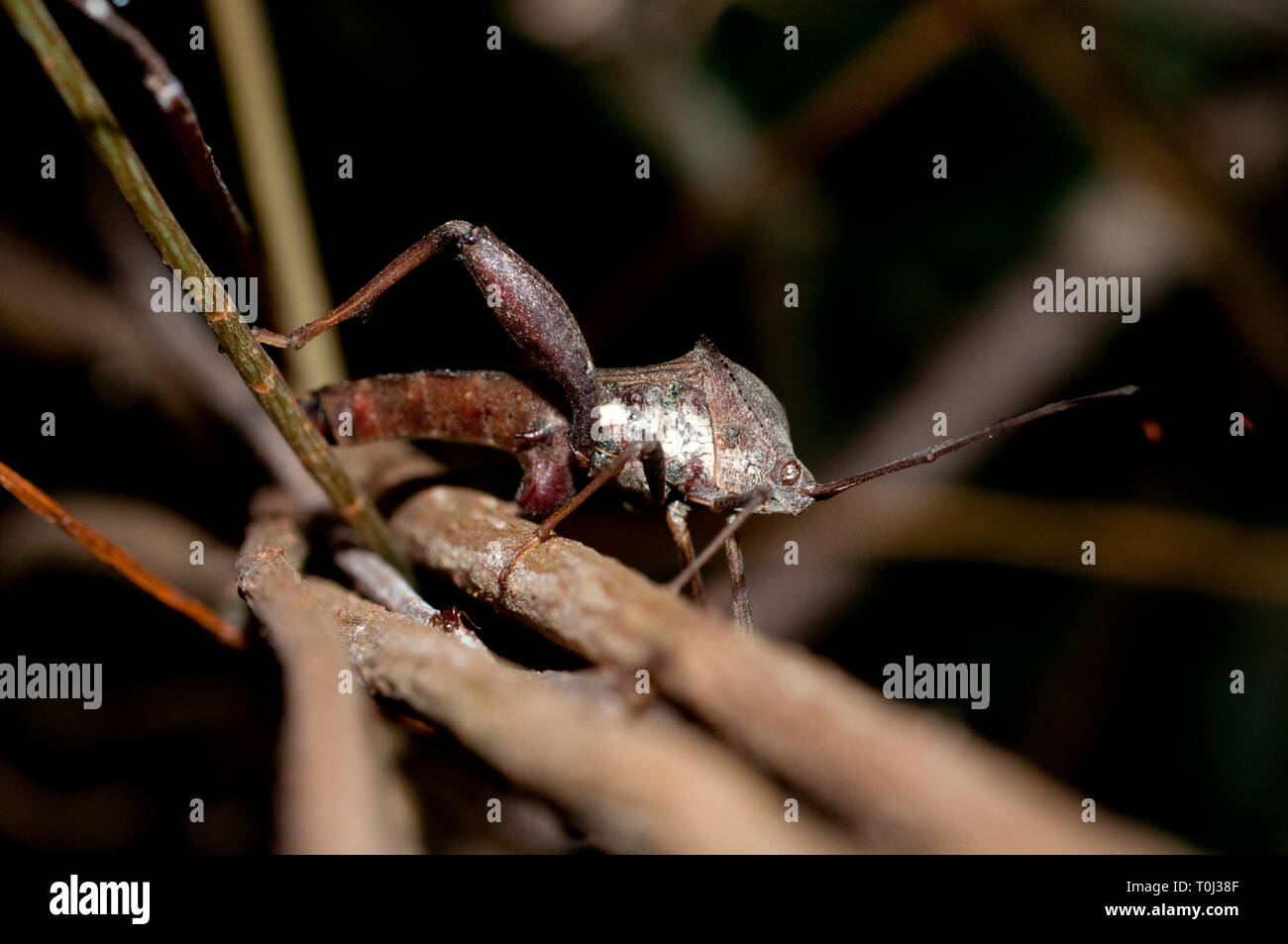 Leaf-footed Bug, coreidae Familie, Klungkung, Bali, Indonesien Stockfoto