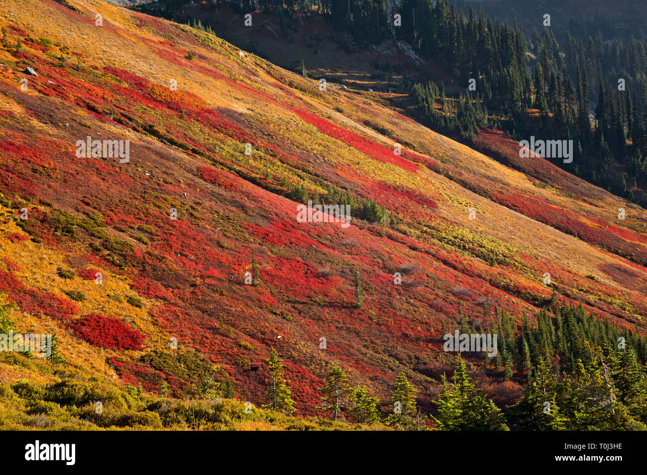 WA 15994-00 ... WASHINGTON - die Farben des Herbstes auf einem Hügel mit Blick auf Stevens Creek aus der Skyline Trail auf Mazama Ridge im Mount Rainier National Park. Stockfoto