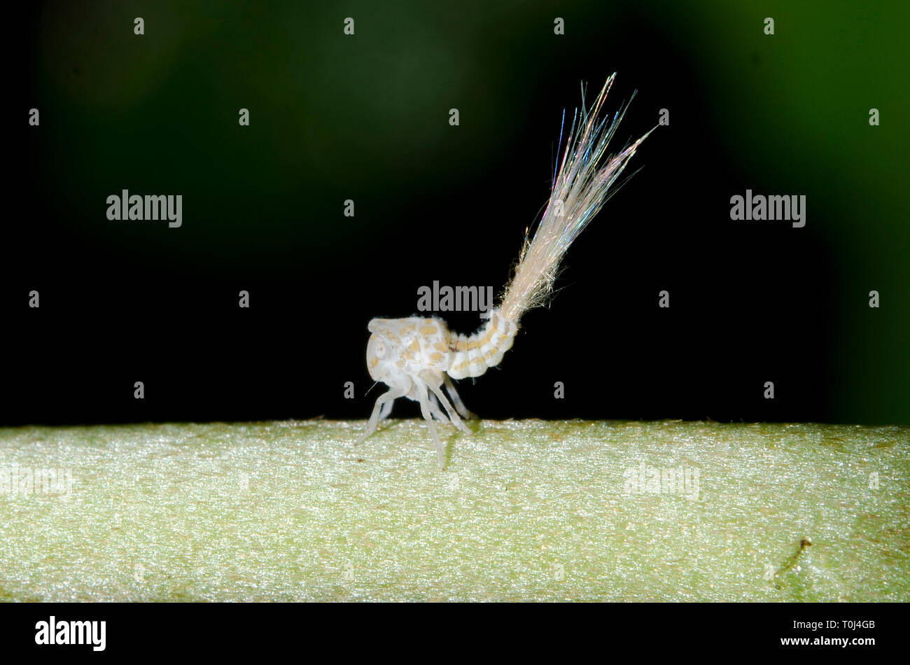 Planthopper, Siphanta sp, Nymphe mit wachsartigen Extrusionen zur Tarnung auf Pflanzen, Klungkung, Bali, Indonesien Stockfoto