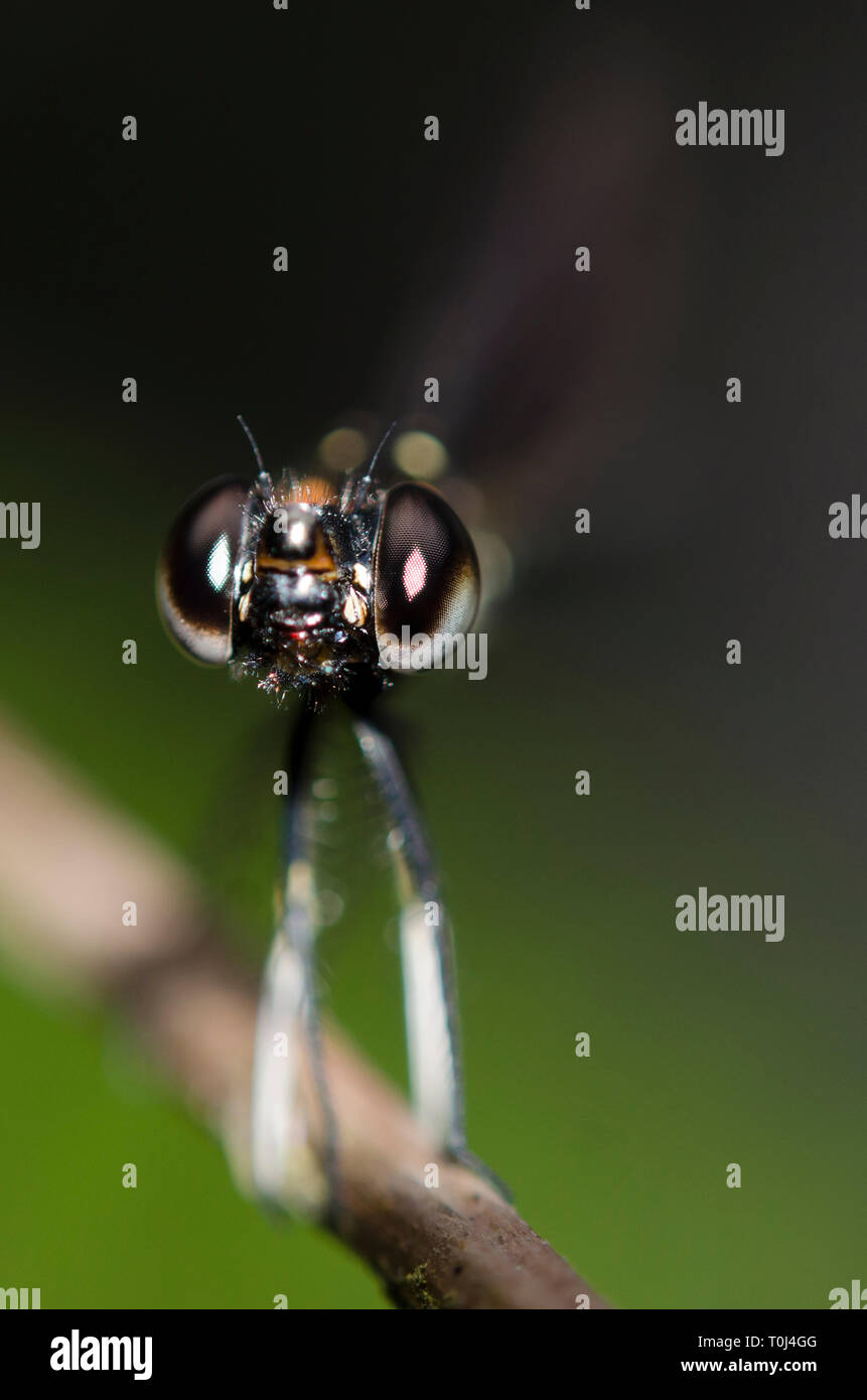 Skimmer, Zygoptera Unterordnung, auf Stamm, Klungkung, Bali, Indonesien Stockfoto