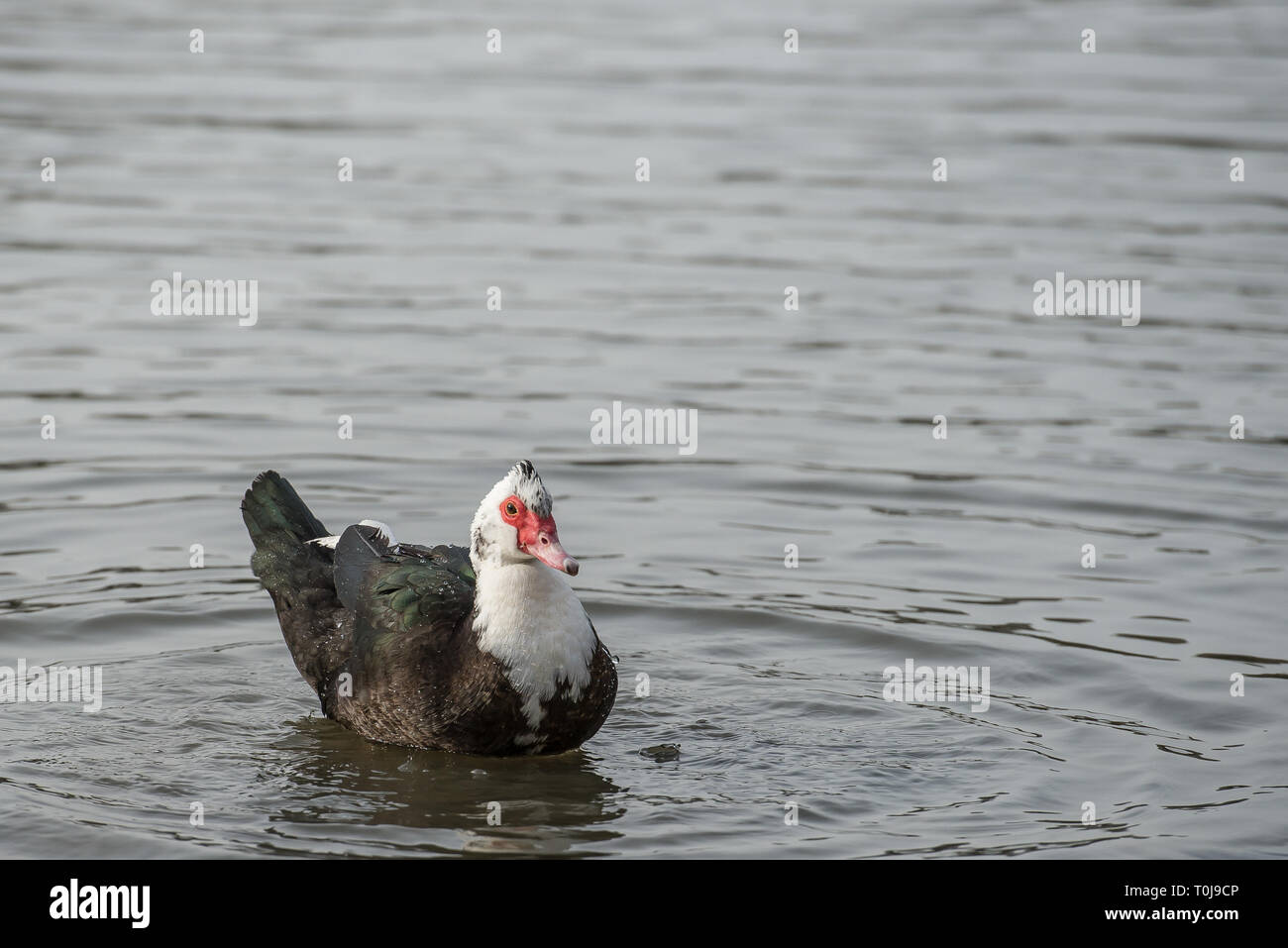 Floating Muscovy Duck. Stockfoto