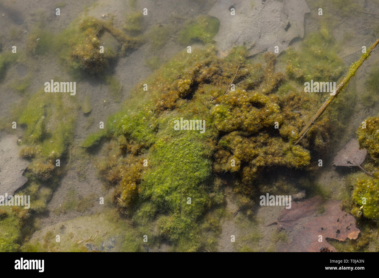 Turin, Italien, 19. März 2019: Moss mit Frosch Eier unter das Wasser des Flusses Dora, in der Pellerina öffentlichen Park. Stockfoto