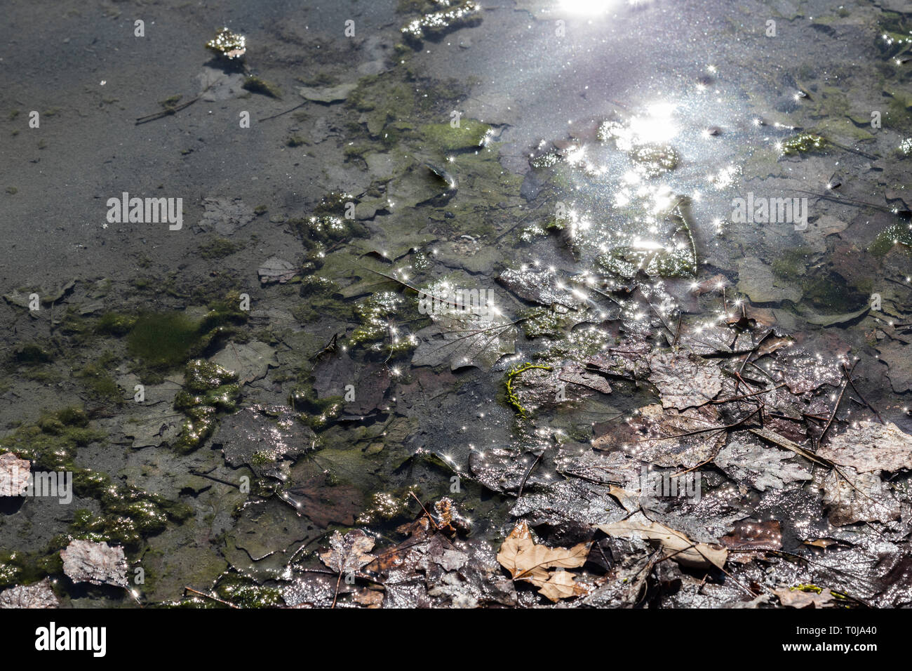 Turin, Italien, 19. März 2019: Tote Blätter und Sonne in das Wasser des Flusses Dora wider, in der Pellerina öffentlichen Park. Stockfoto