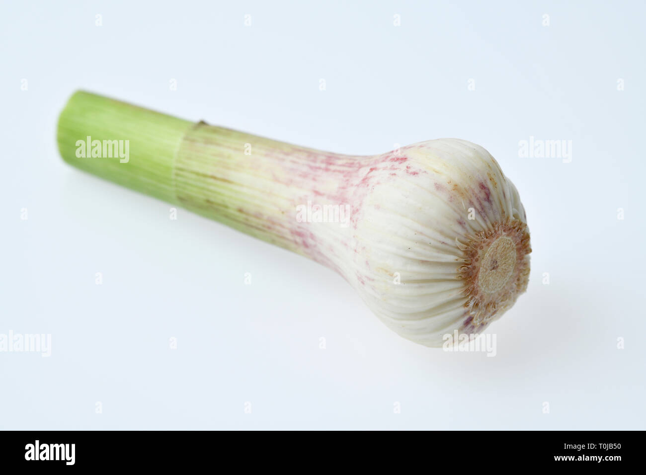 Mehr frisch Knoblauch, Studio eintritt, Frischer Knoblauch, Studioaufnahme Stockfoto