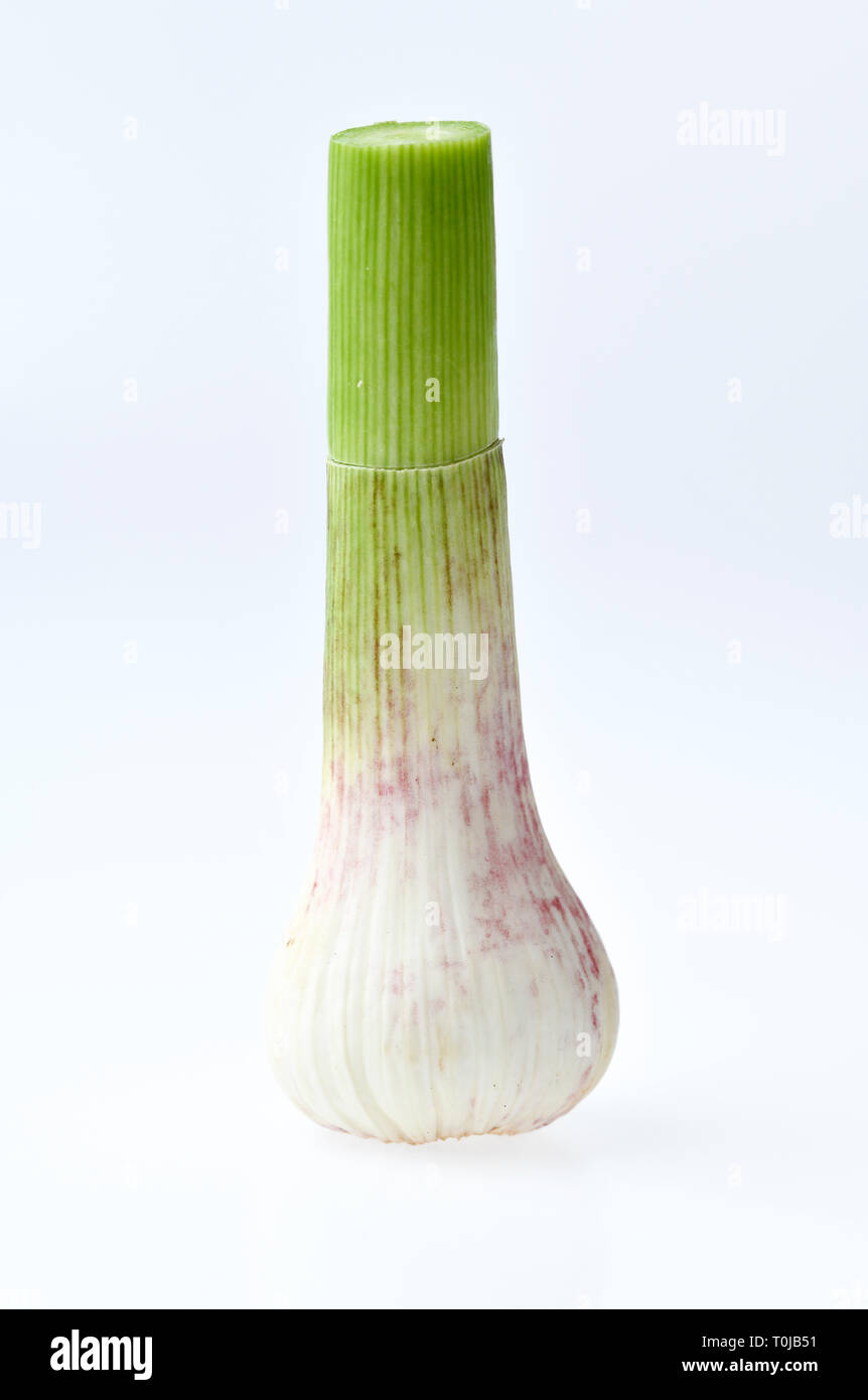 Mehr frisch Knoblauch, Studio eintritt, Frischer Knoblauch, Studioaufnahme Stockfoto