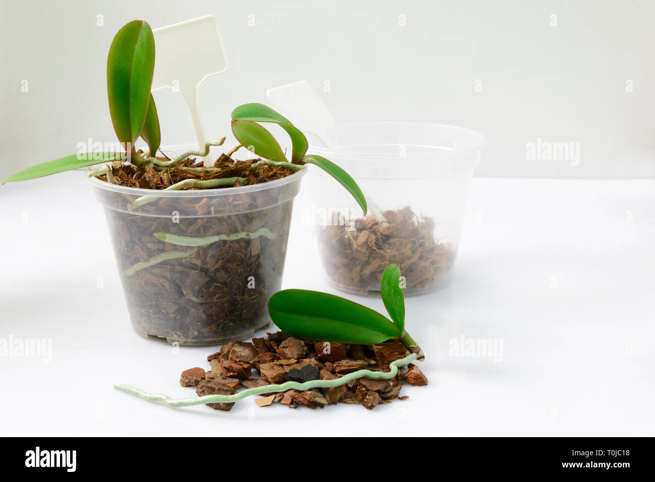 Anbau von Orchideen zu Hause. Anlage verpflanzen und wachsende Konzept. Kleine junge Pflanzen, Weiterzucht in Töpfe Stockfoto