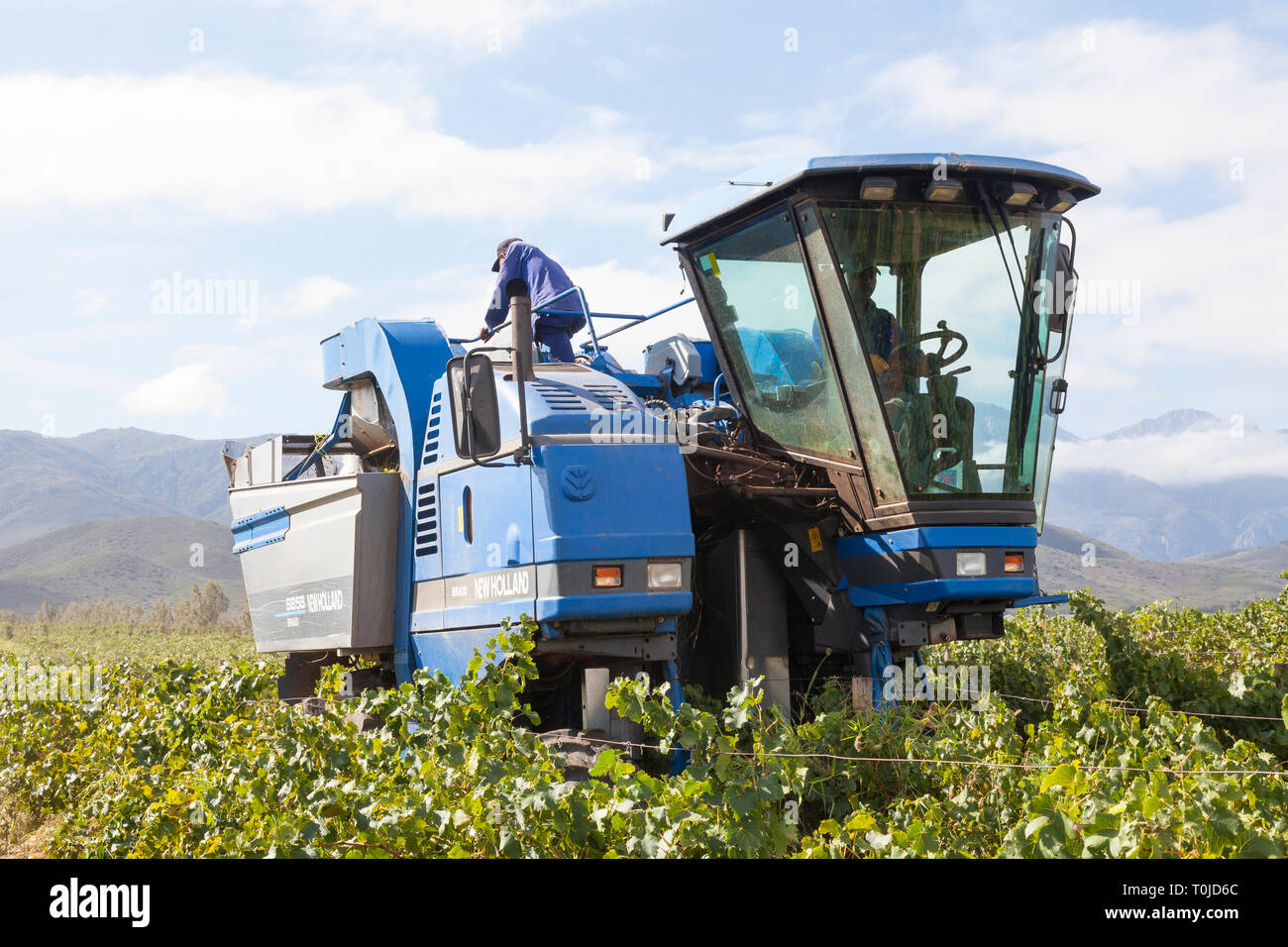 Die mechanische Ernte Hanepoot Trauben im Weinberg mit einem New Holland Braud SB58 Traubenerntemaschine, Robertson Valley, Western Cape Town, South Stockfoto