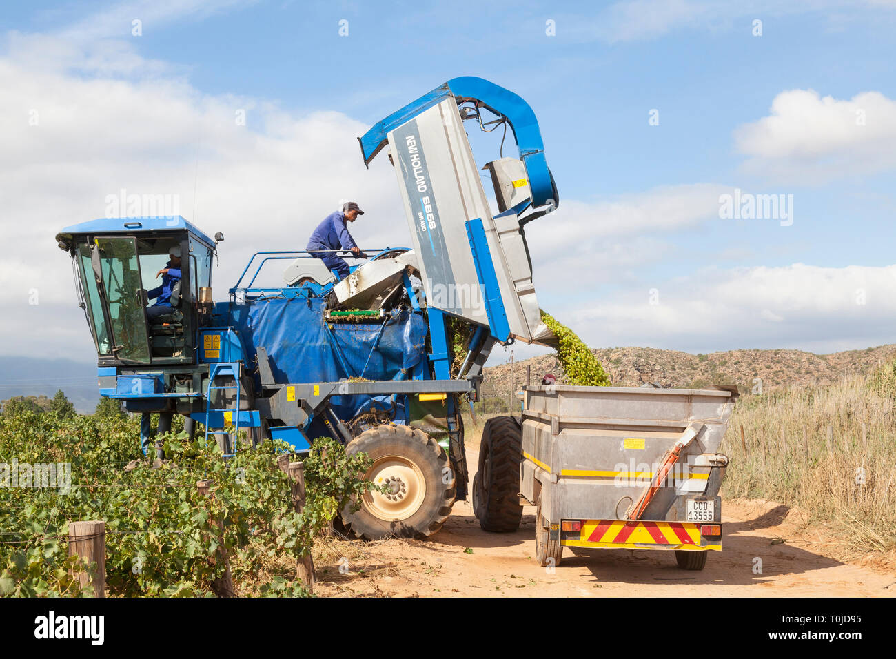 Die mechanische Ernte Hanepoot Trauben im Weinberg mit einem New Holland Braud SB58 Traubenerntemaschine, Robertson Valley, Western Cape Town, South Stockfoto