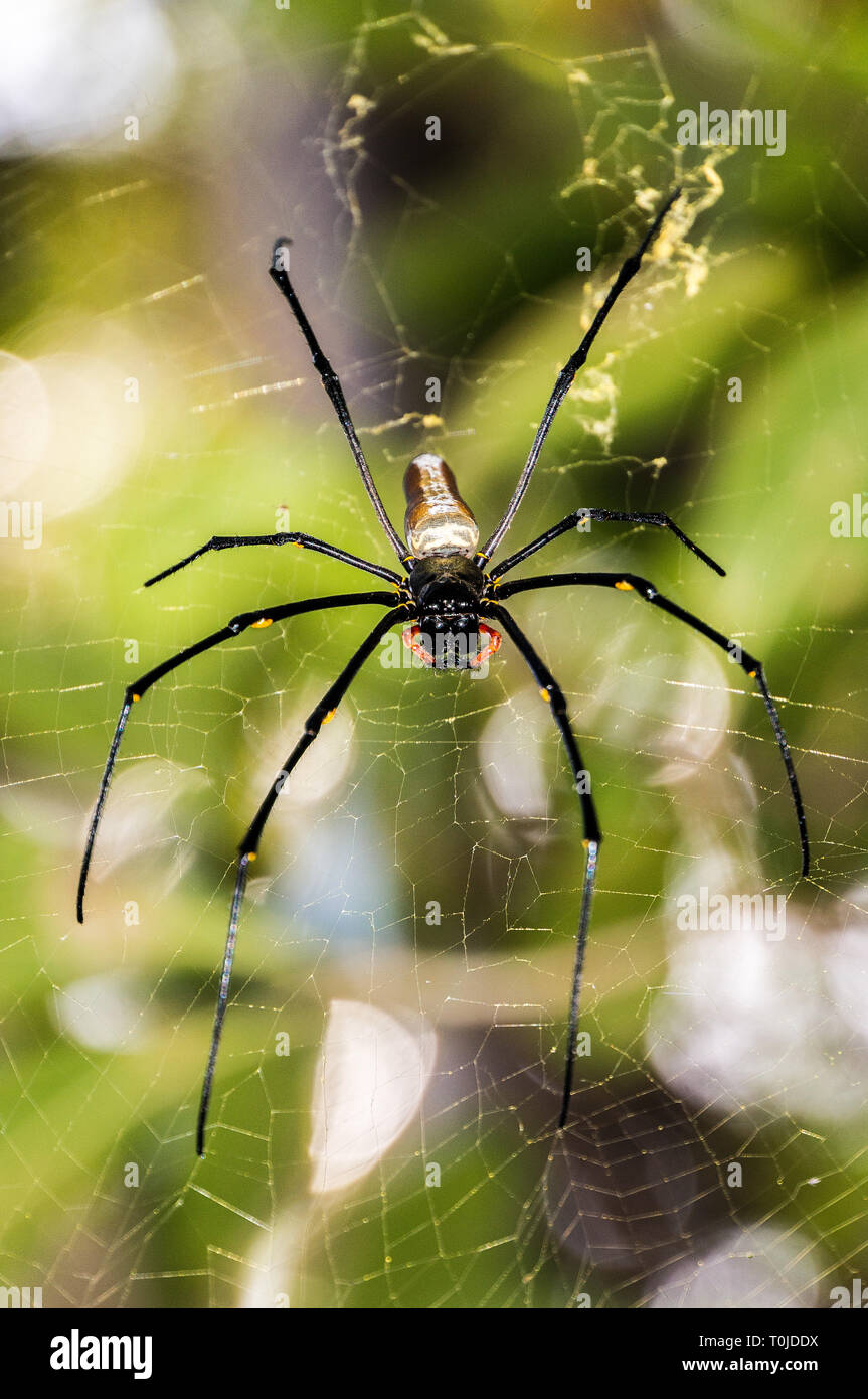 Einen Grossen Nordlichen Golden Orb Weber Oder Riesige Golden Orb Weaver Spider Nephila Pilipes In Der Regel In Asien Und Australien Es Ist Eine Art Von Spider Stockfotografie Alamy