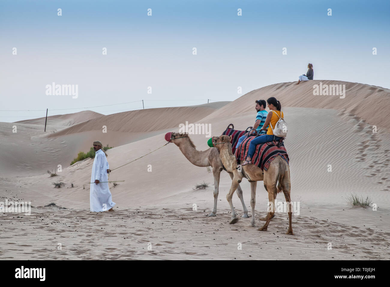 UAE/ABUDHABI 15 DEZ 2018 - Touristen schlendern auf Wüste Kamele in Abu Dhabi. Stockfoto