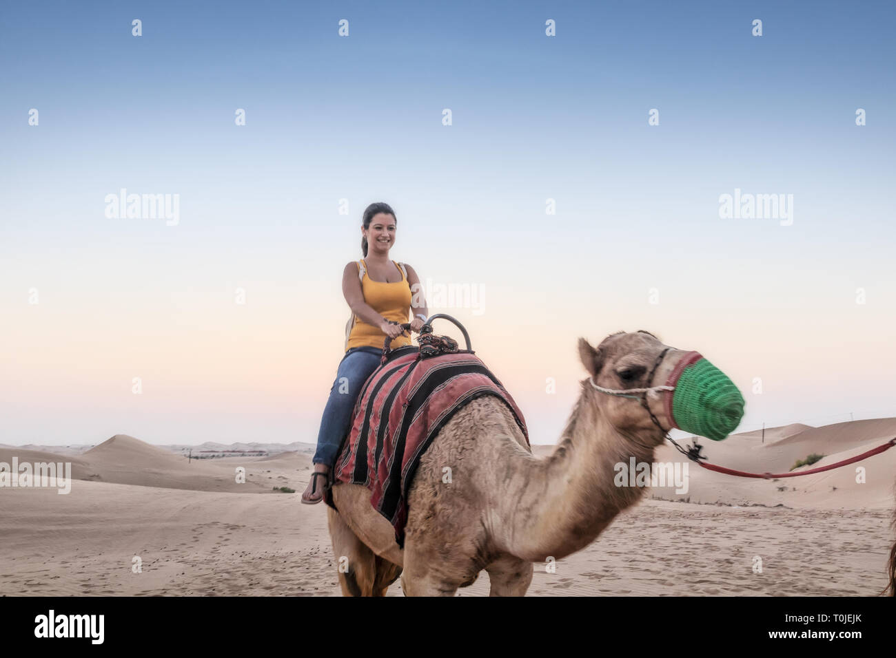 UAE/ABUDHABI 15 DEZ 2018-Tourist schlendert auf Wüste Kamele in Abu Dhabi. Stockfoto