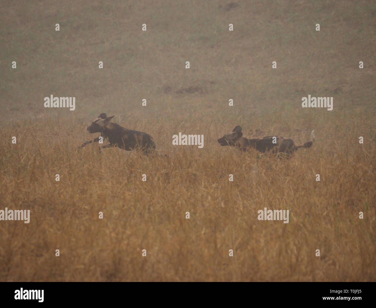Zwei Mitglieder der Packung Afrikanische Wildhunde oder Wölfe (Lycaon pictus) Jagen in den frühen Morgennebel in der Ngulia Hills Tsavo West NP, Kenia Stockfoto