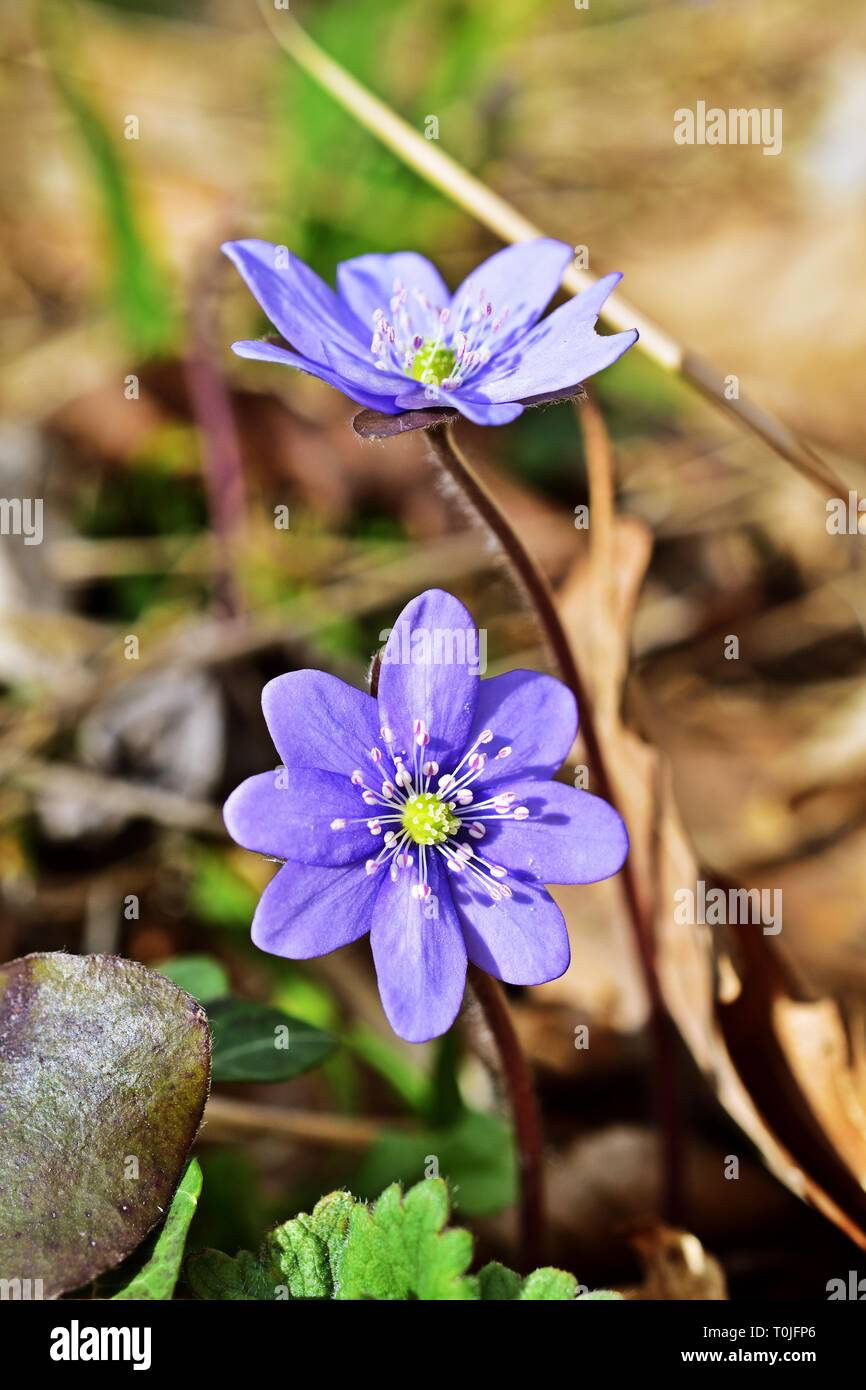 Hepatica nobilis - liverleaf in den Wäldern des Lainzer Tiergarten Stockfoto