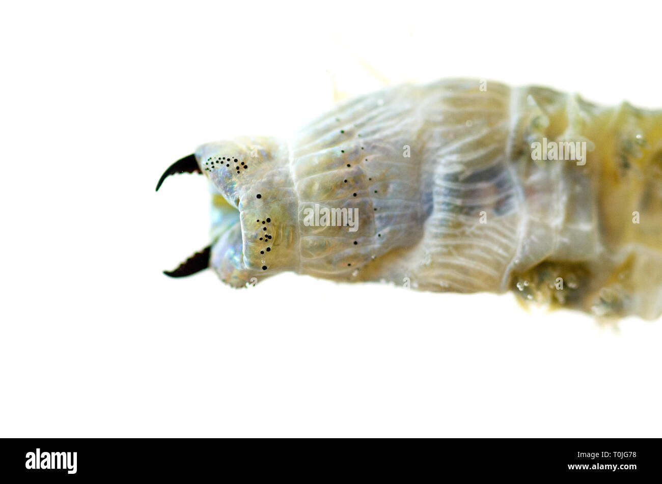 (Sandworm Alitta virens) Muster bei Seal Harbor Beach, Maine tot gefunden, fotografiert in Wasser auf einem Leuchtkasten. Stockfoto