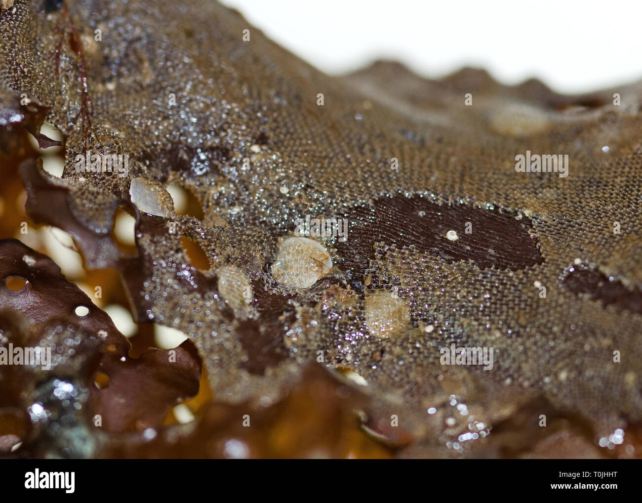 (Bryozoan Membranipora membranacea) über die Jingle Shells (Anomia Simplex) auf einem Wedel von Meer Sieb Kelp (Agarum cribosum) Stockfoto