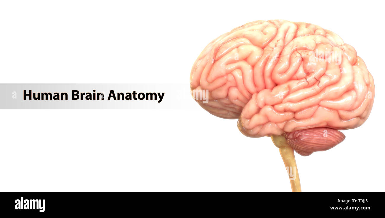 Anatomie des menschlichen Gehirns Stockfoto