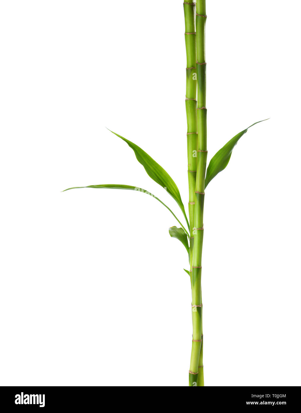 Zweige der Bambus isoliert auf weißem Hintergrund. Stockfoto