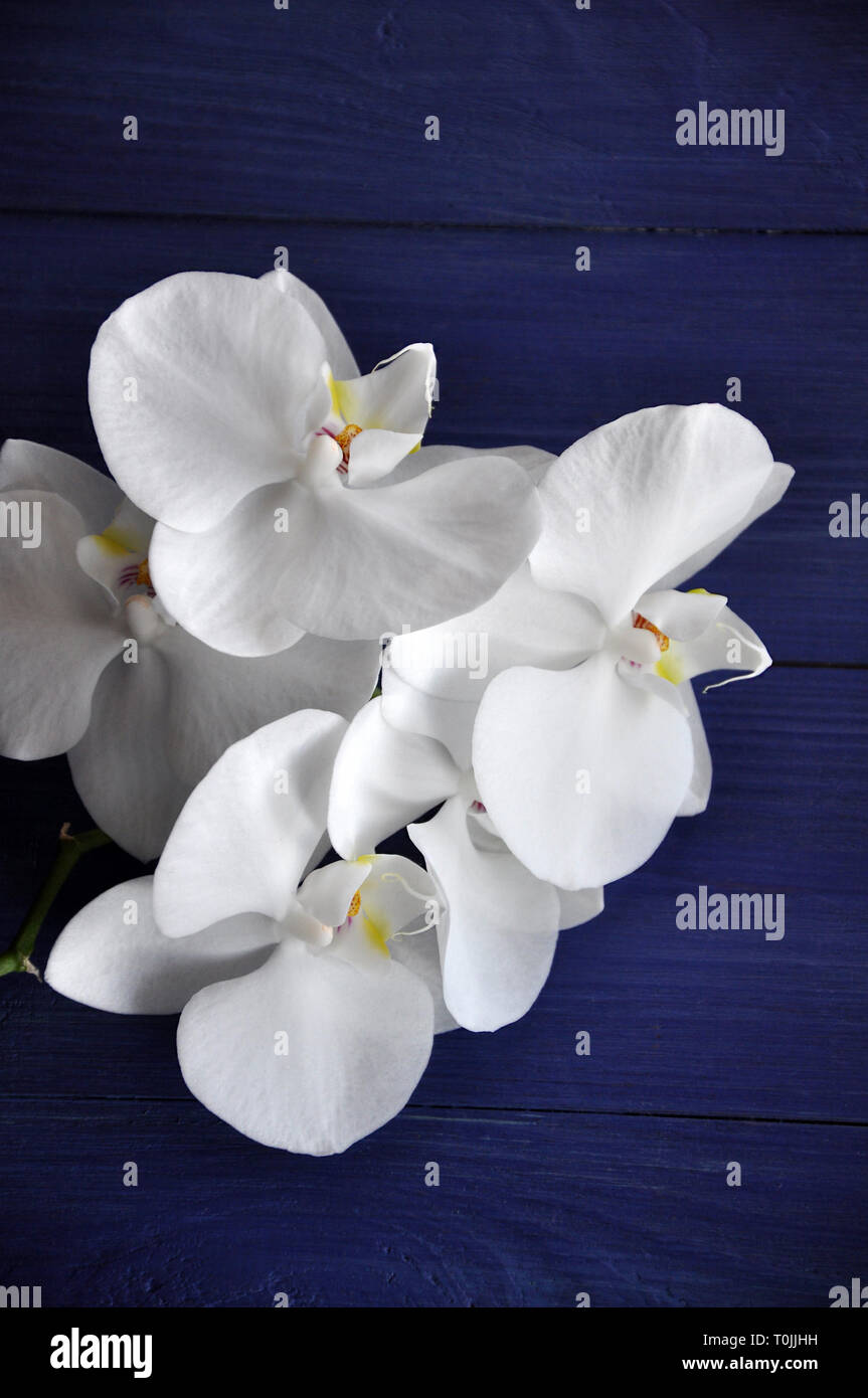 Weiß Phalaenopsis Orchidee Zweig mit fünf niveous Blumen auf den blauen Hintergrund Holz, selektiver Fokus Stockfoto