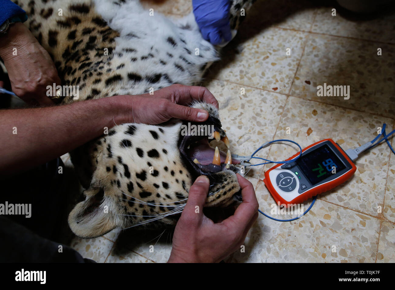 (190320) - Jerusalem, 20. März 2019 (Xinhua) - ein Persischer Leopard namens Ashur erhält eine Ultraschall Untersuchung im Jerusalem biblischen Zoo in Jerusalem, am 18. März 2019. Ashur wurde vor 13 Jahren in Jerusalem von einem Zoo in Budapest, Ungarn gebracht. (Xinhua / Gil Cohen Magen) Stockfoto