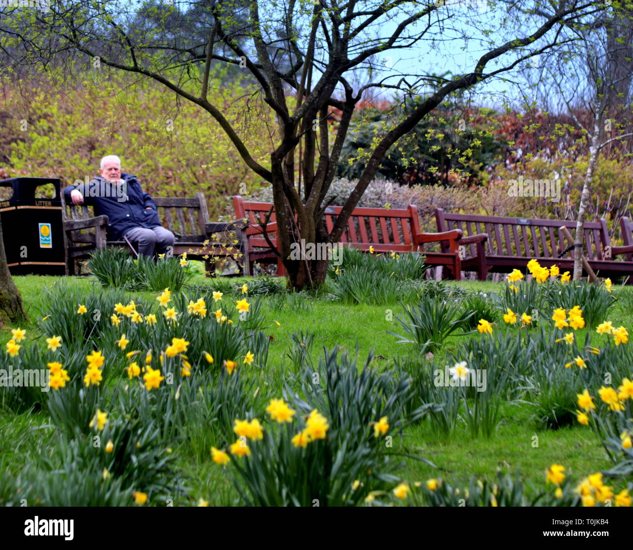 Glasgow, Schottland, UK, 20. März 2019, UK Wetter: Frühlingstagundnachtgleiche im Botanischen Garten unter den Pflanzen. Kredit Gerard Fähre / alamy Leben Nachrichten Stockfoto