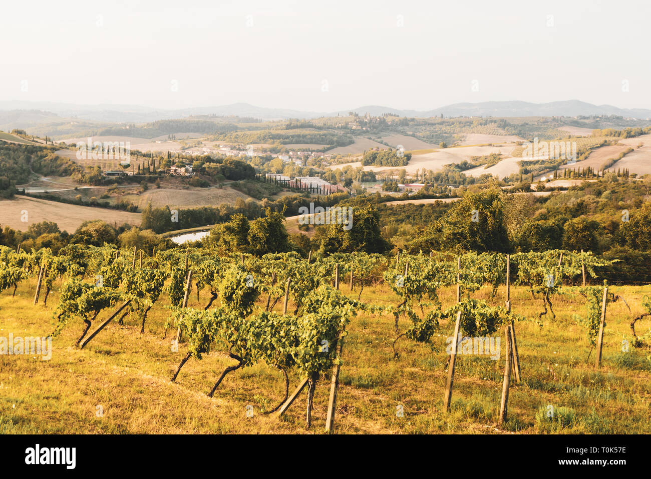 Reihen von Trauben in einem Weinberg, grape Feld in der Toskana, Italien Stockfoto