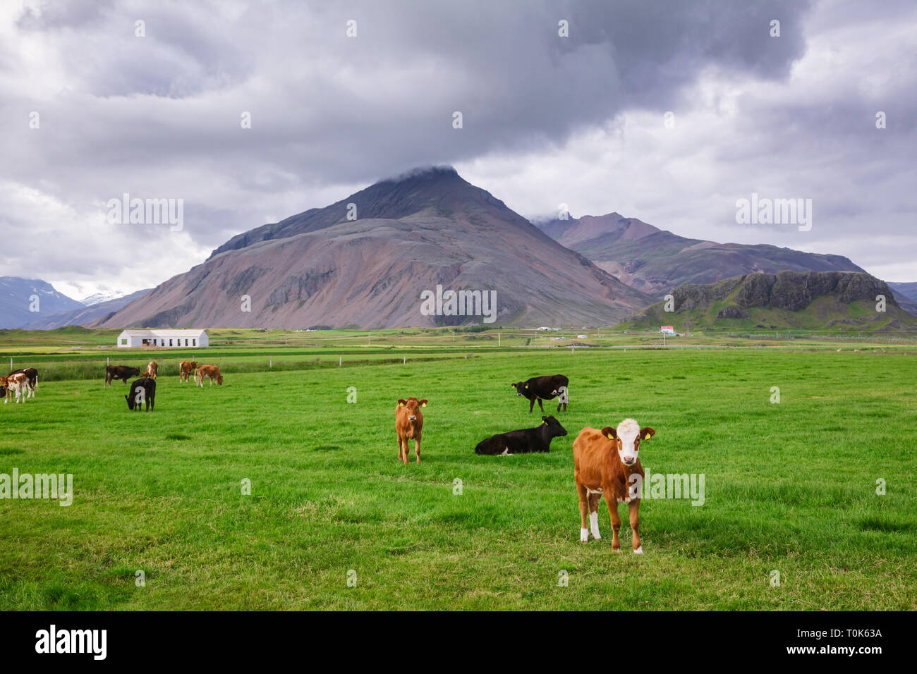 Isländische Landschaft mit freier Bereich Rinder grasen in einer Weide unter düsteren Himmel mit kleinen Bauernhof und vulkanischen Berg im Hintergrund - rauhe agr Stockfoto