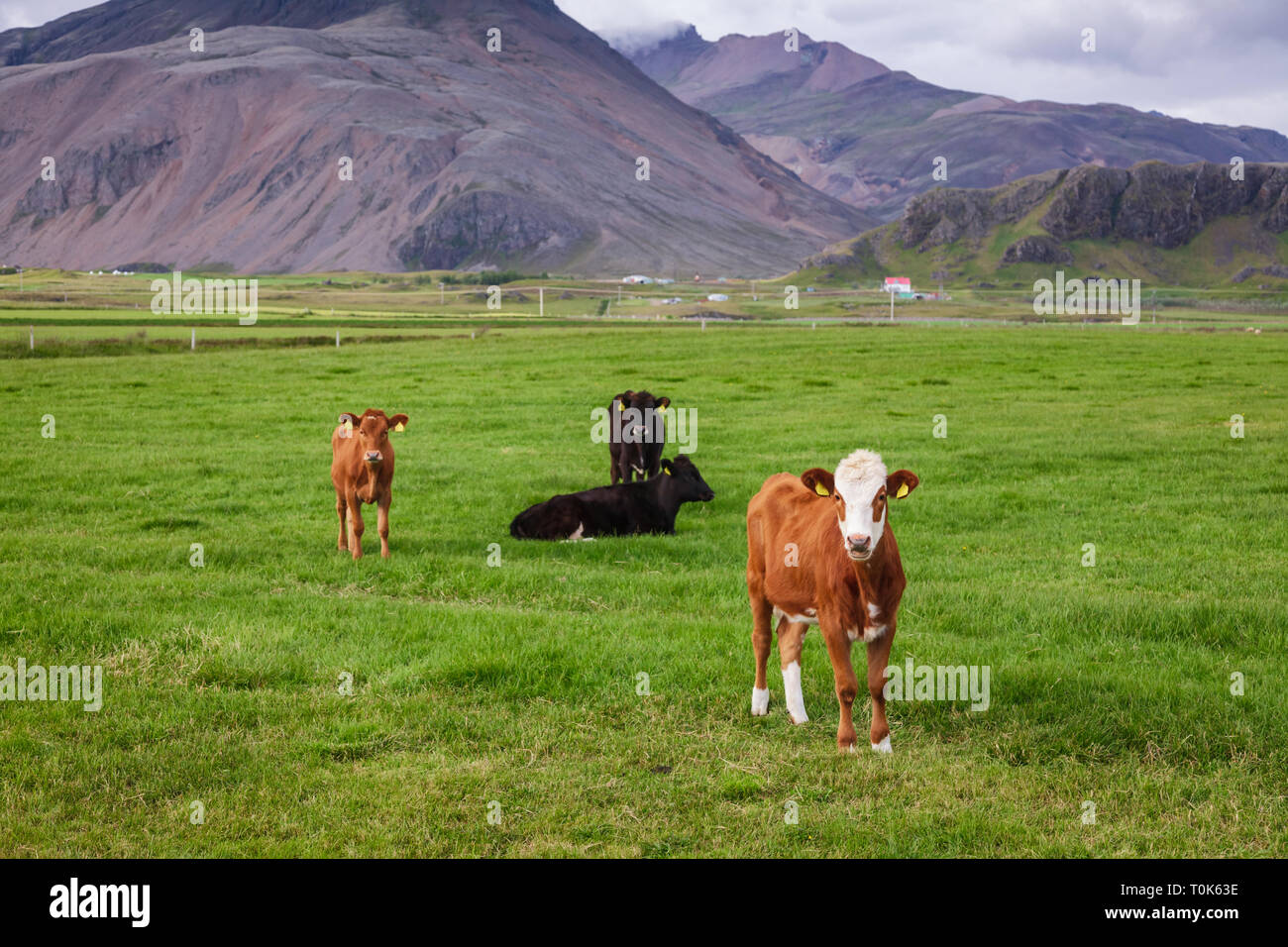 Isländische Landschaft mit freier Bereich Rinder grasen in einer Weide unter düsteren Himmel mit kleinen Bauernhof und vulkanischen Berg im Hintergrund - rauhe agr Stockfoto