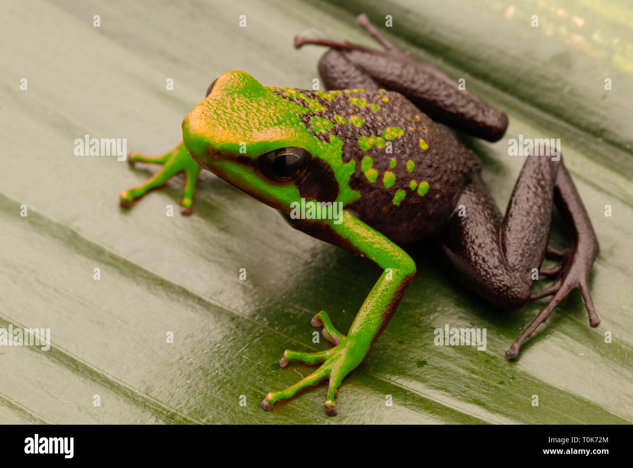 Poison dart Frog, ameerega Silverstonei. Ein tropischer Regenwald Tier von den Urwald des Amazonas in Peru. Stockfoto