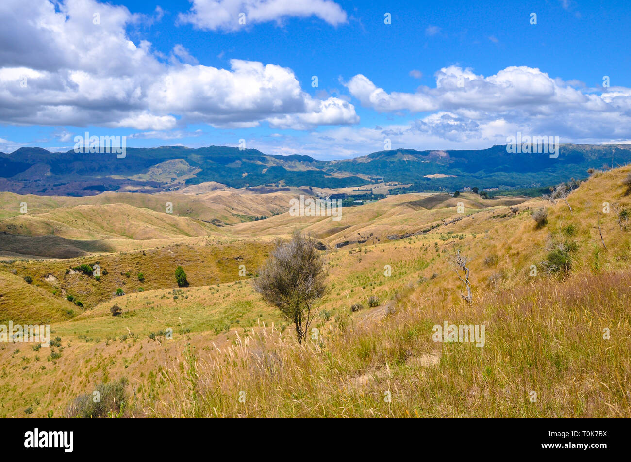 Hawke's Bay Region auf der Nordinsel Neuseelands. Sanfte Landschaft Stockfoto