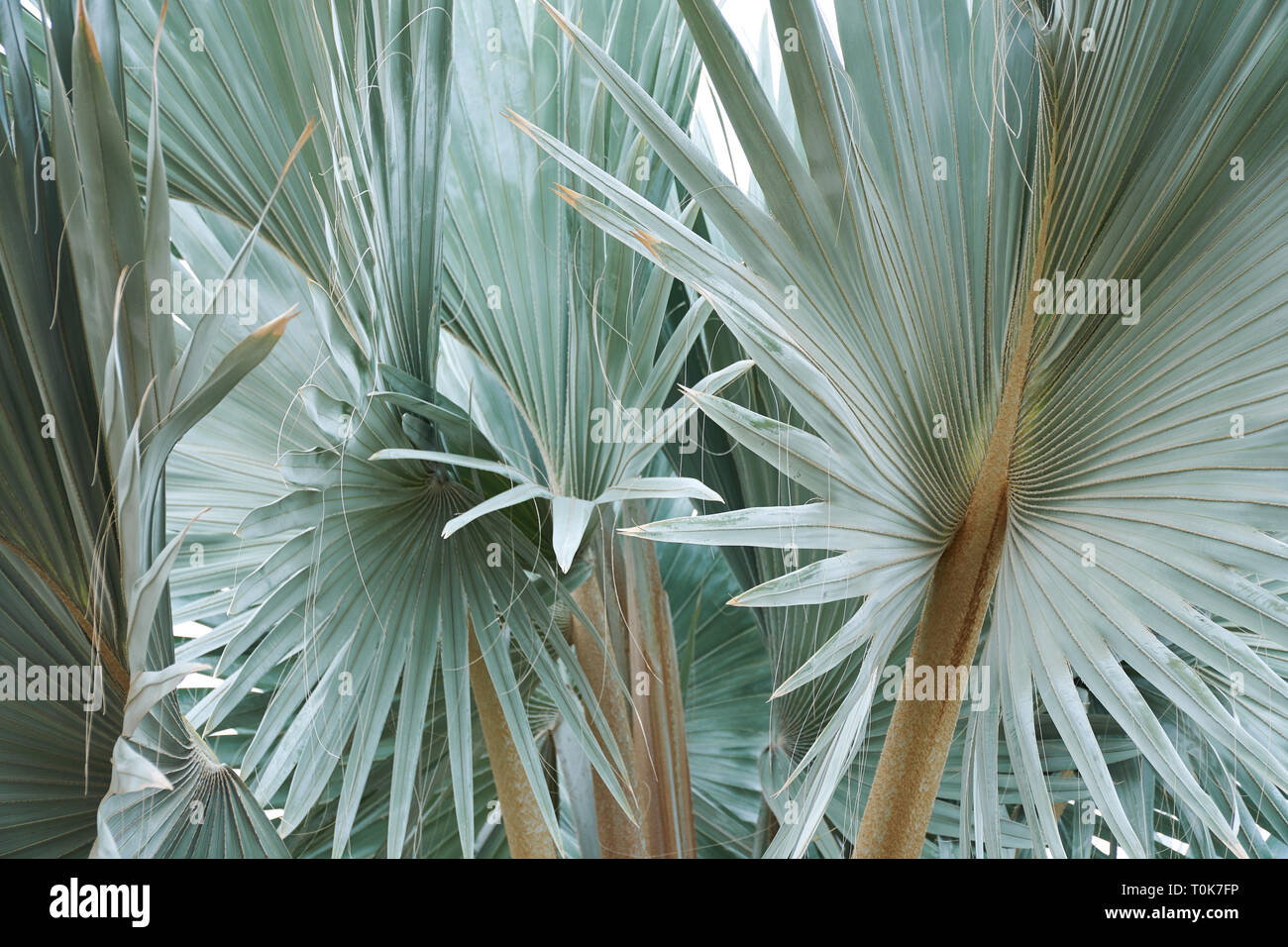 Schönen tropischen Blatt Textur, grünes Laub Natur Hintergrund des grünen Grases und exotische Blätter Garten Stockfoto