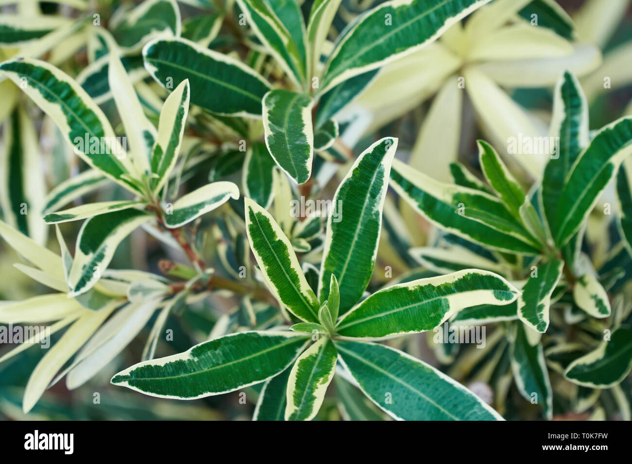 Schönen tropischen Blatt Textur, grünes Laub natürlichen Hintergrund von grünem Gras und exotischen Blätter Garten Stockfoto