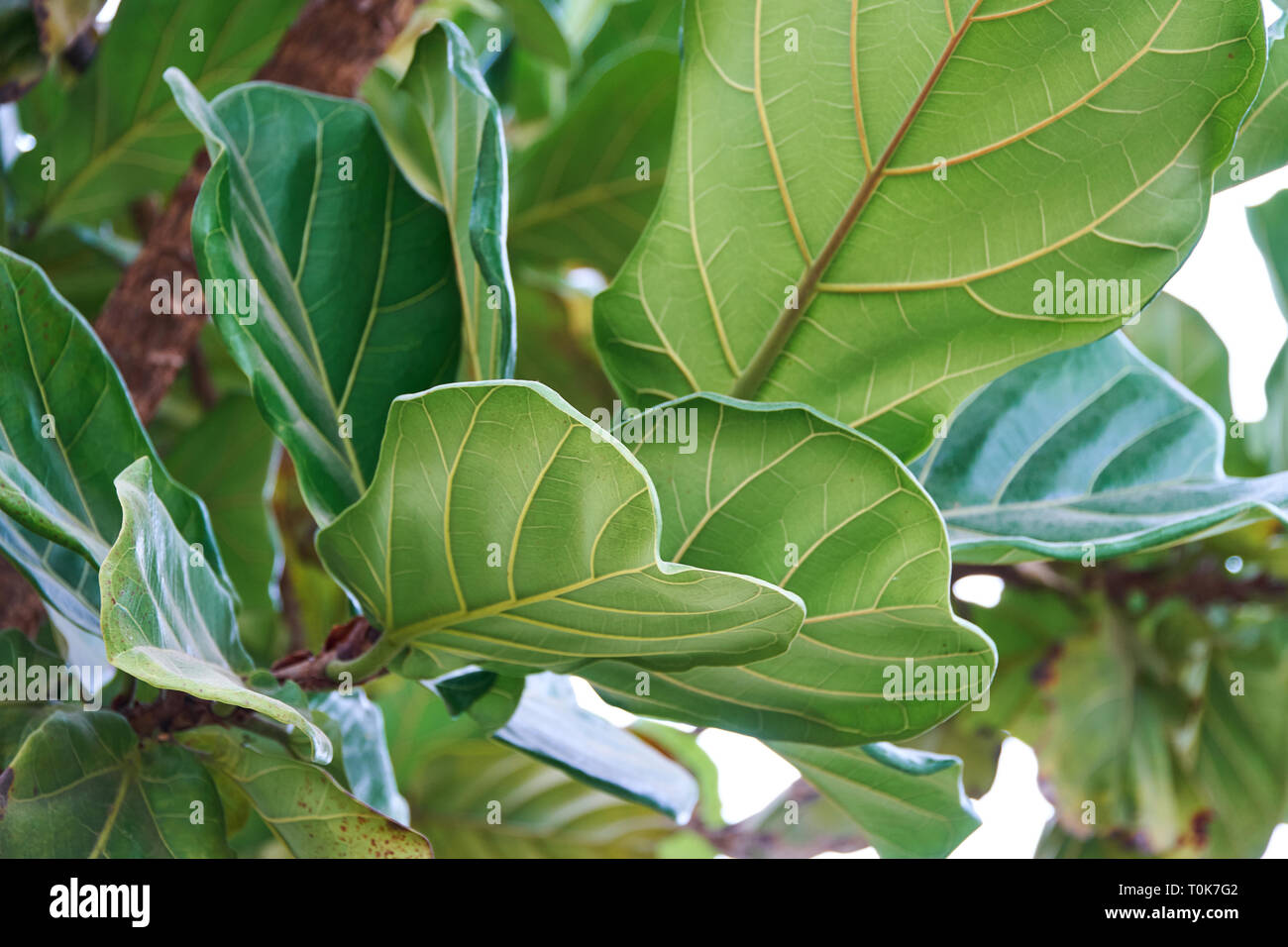 Schönen tropischen Blatt Textur, grünes Laub Natur Hintergrund des grünen Grases und exotische Blätter Garten Stockfoto