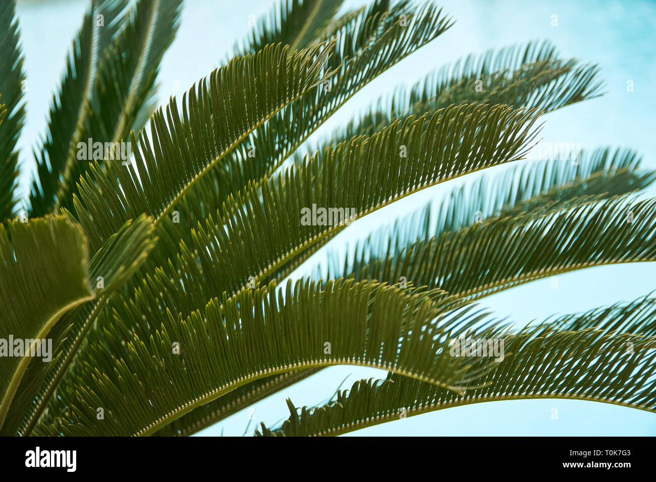 Schönen tropischen Blatt Textur, grünes Laub natürlichen Hintergrund von grünem Gras und exotischen Blätter Garten Stockfoto