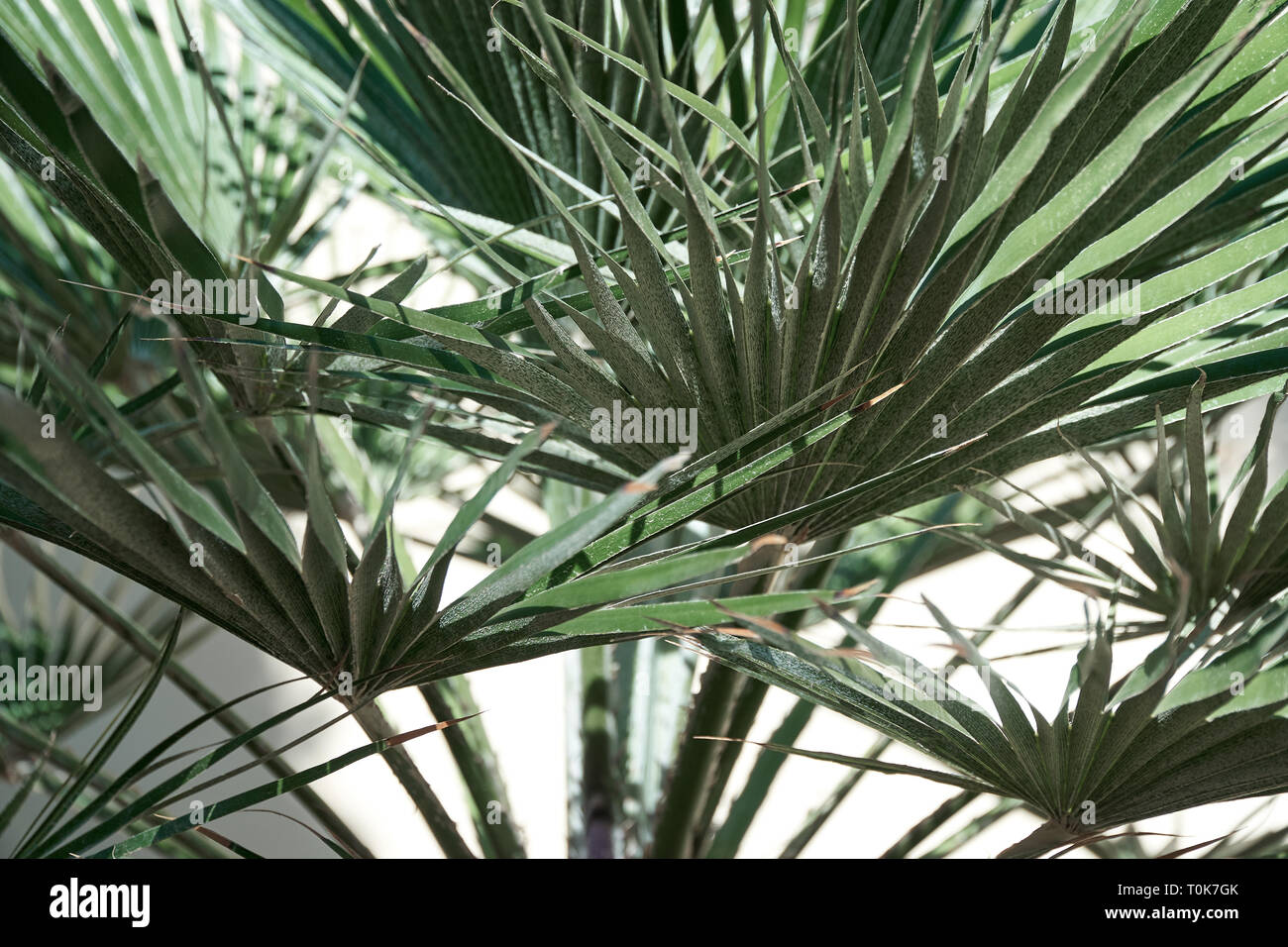 Schönen tropischen Blatt Textur, grünes Laub Natur Hintergrund des grünen Grases und exotische Blätter Garten Stockfoto