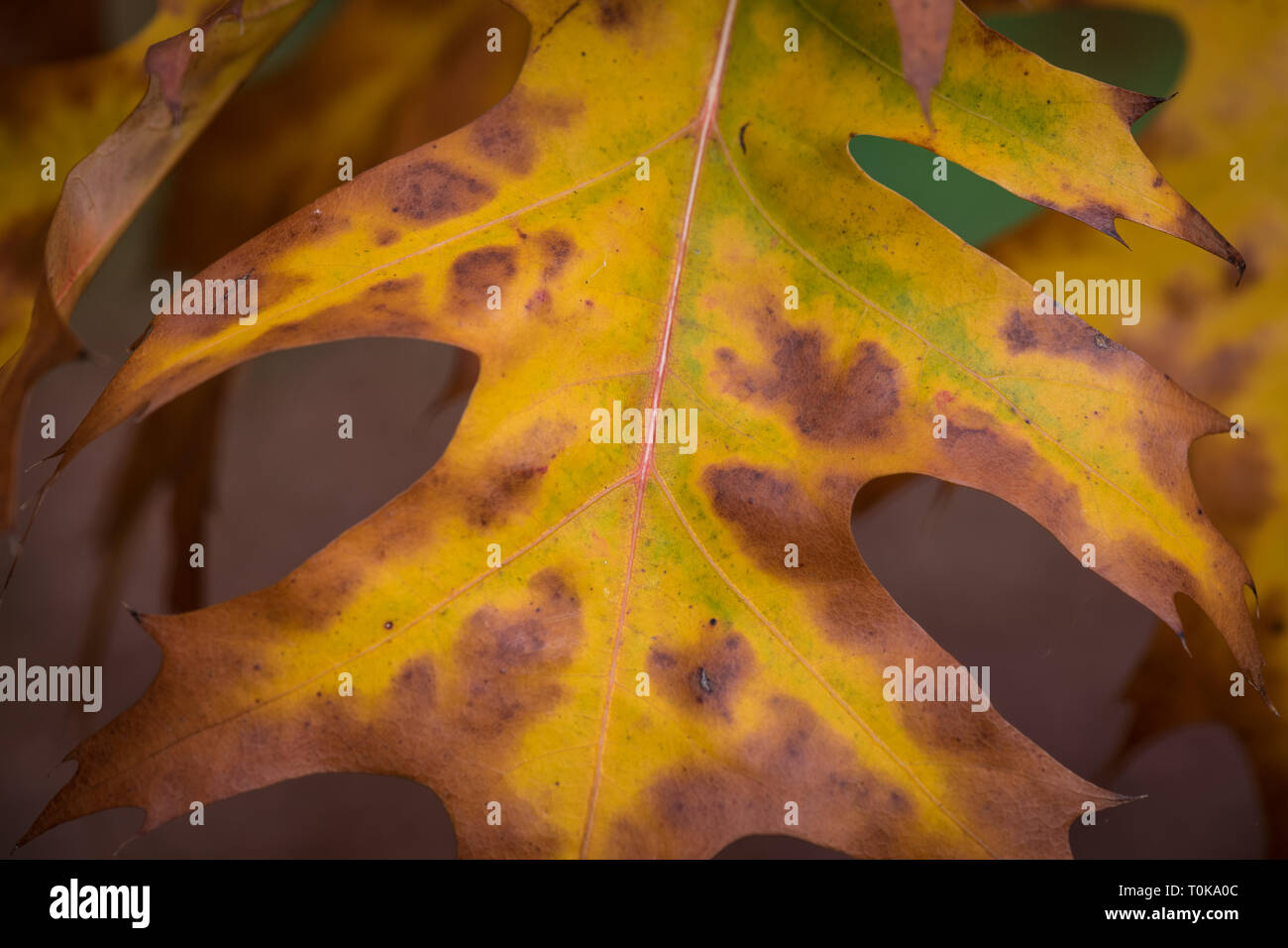 Stift Eiche "Quercus palustris' in seiner Herbst Laub in Hampton Court, London, Vereinigtes Königreich Stockfoto