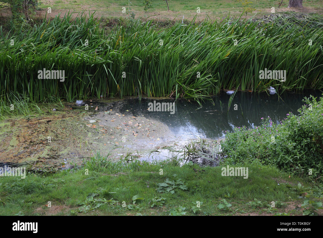 Natürliche Damm von Ablagerungen im Fluss Stour Gillingham Dorset England Stockfoto